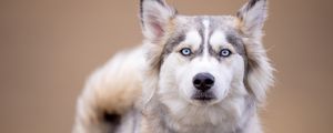 Превью обои хаски, собака, питомец, взгляд, животное