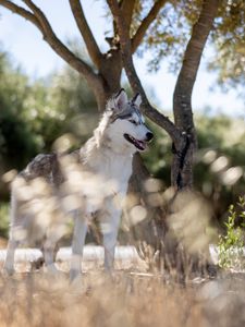 Превью обои хаски, собака, питомец, животное, взгляд