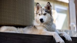 Превью обои хаски, собака, питомец, взгляд