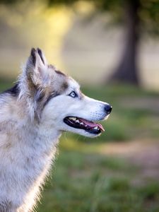 Превью обои хаски, собака, питомец, высунутый язык, взгляд, размытие