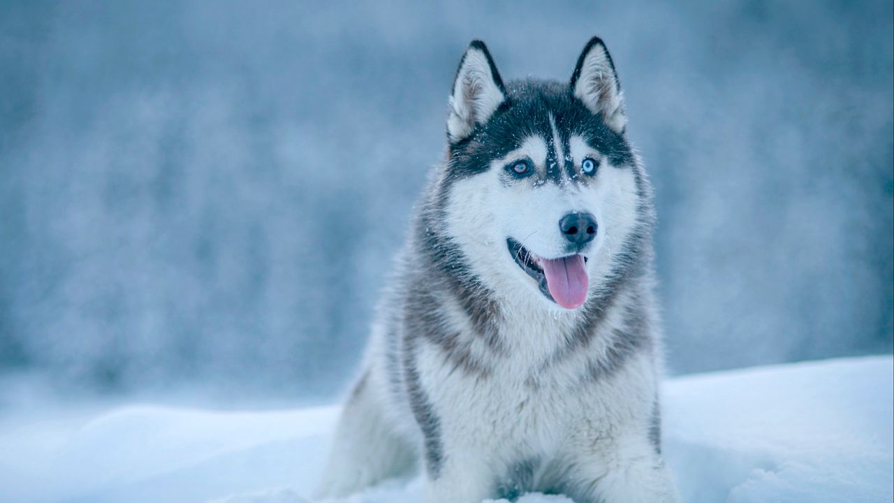 Обои хаски, собака, снег, морда