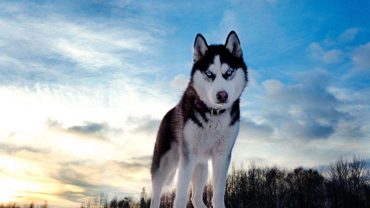 Обои хаски, собака, возвышенность, снег
