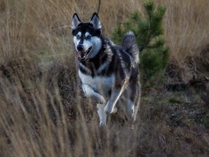 Превью обои хаски, собака, высунутый язык, бег