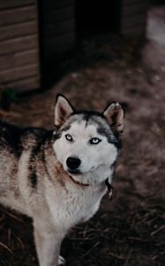 Превью обои хаски, собака, взгляд, питомец