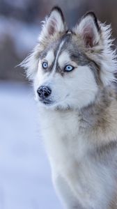 Превью обои хаски, собака, взгляд, снег, зима