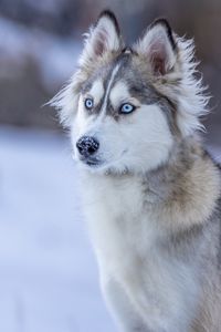 Превью обои хаски, собака, взгляд, снег, зима