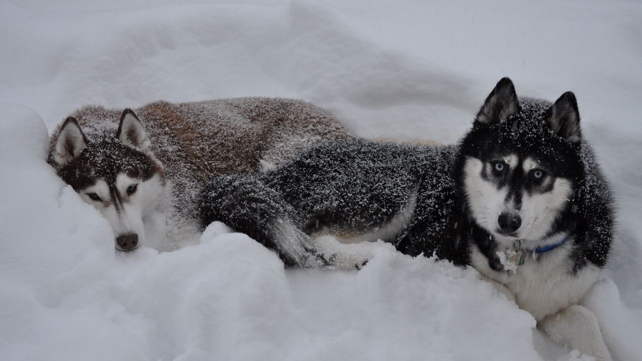 Обои хаски, собаки, снег, лежать, пара, зима