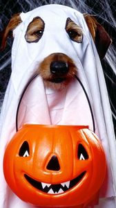 Превью обои хэллоуин, праздник, собака, приведение, фонарь джека, паутина
