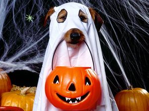 Превью обои хэллоуин, праздник, собака, приведение, фонарь джека, паутина