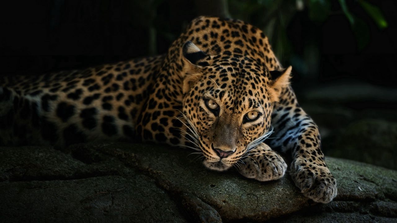 Обои хищник, леопард, взгляд, камень, отдых