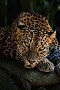 Превью обои хищник, леопард, взгляд, камень, отдых
