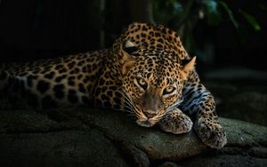 Превью обои хищник, леопард, взгляд, камень, отдых