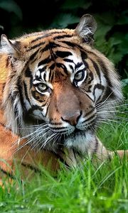Превью обои хищник, тигр, взгляд, лежать, трава