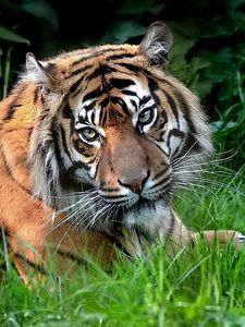 Превью обои хищник, тигр, взгляд, лежать, трава