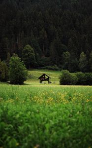 Превью обои хижина, кусты, трава, лес