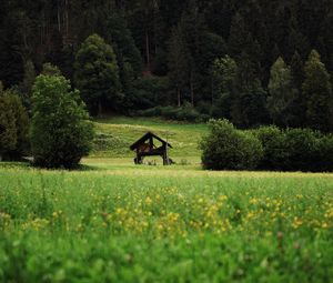 Превью обои хижина, кусты, трава, лес