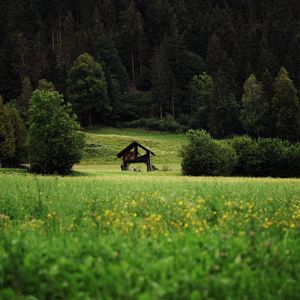 Превью обои хижина, кусты, трава, лес