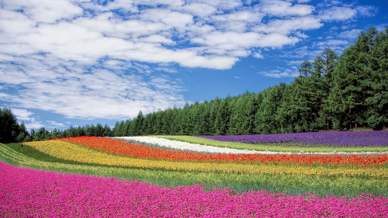 Обои хоккайдо, япония, цветы, поле