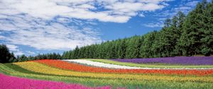Превью обои хоккайдо, япония, цветы, поле