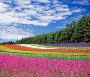 Превью обои хоккайдо, япония, цветы, поле