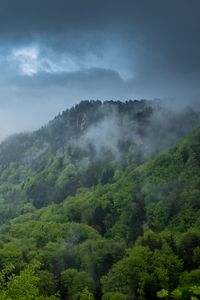 Превью обои холм, деревья, кусты, туман, небо