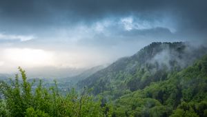 Превью обои холм, деревья, кусты, туман, небо