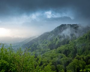 Превью обои холм, деревья, кусты, туман, небо