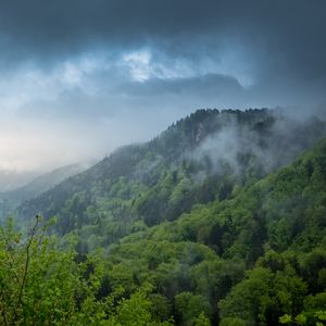 Превью обои холм, деревья, кусты, туман, небо