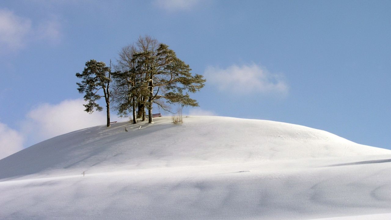 Обои холм, деревья, снег, метель, ветер, холод