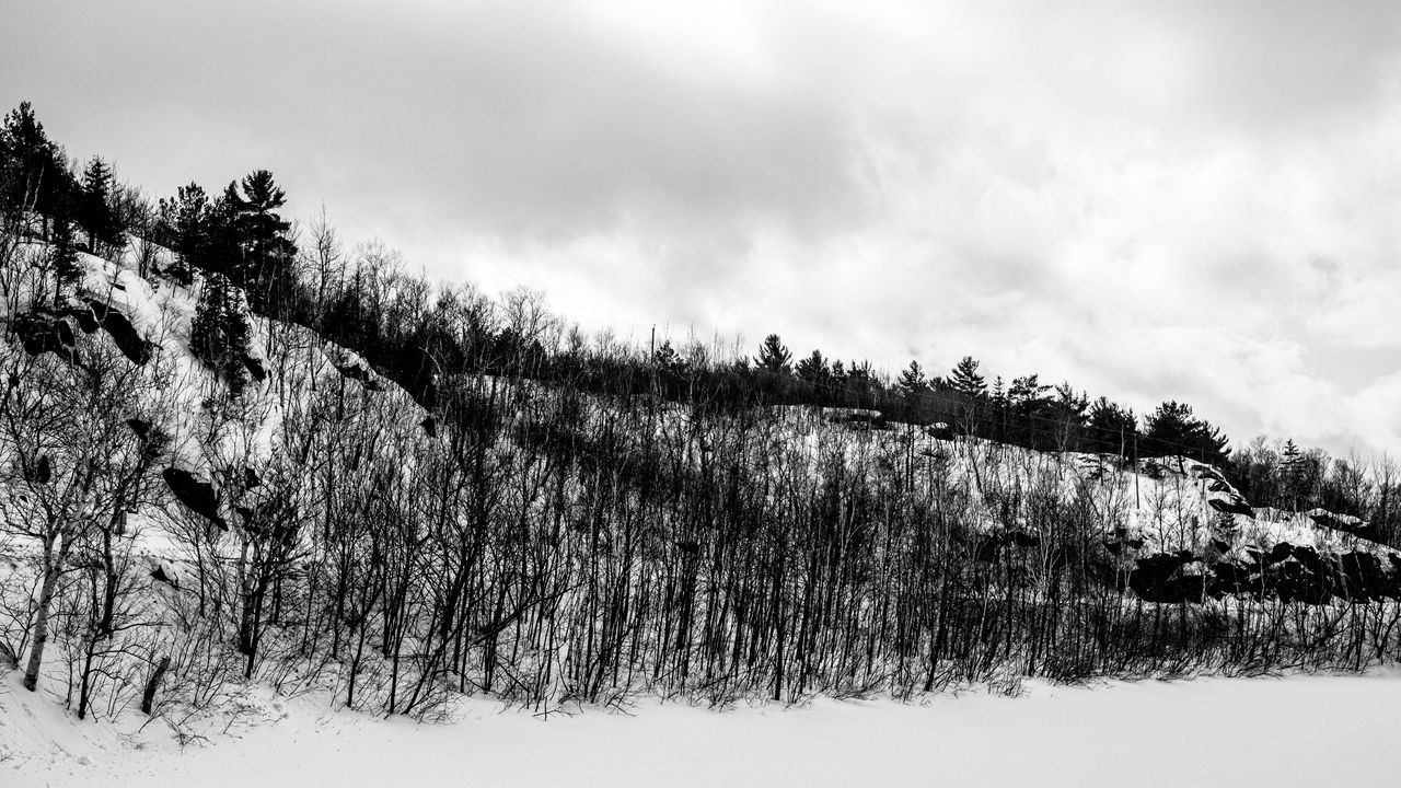 Обои холм, деревья, снег, зима, природа, черно-белый