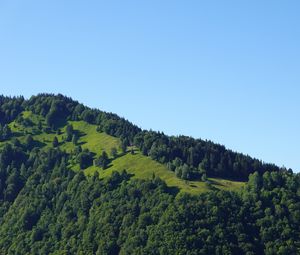 Превью обои холм, деревья, зелень, природа