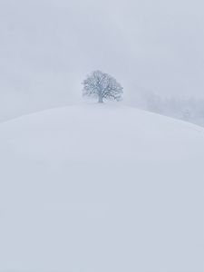 Превью обои холм, дерево, снег, зима, белый