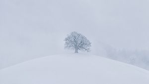 Превью обои холм, дерево, снег, зима, белый