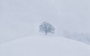 Превью обои холм, дерево, снег, зима, белый