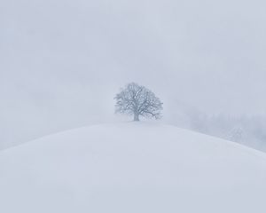 Превью обои холм, дерево, снег, зима, белый