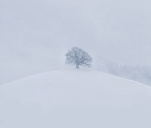 Превью обои холм, дерево, снег, зима, белый