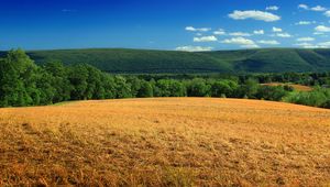 Превью обои холм, поле, кусты, трава, сухой