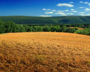 Превью обои холм, поле, кусты, трава, сухой