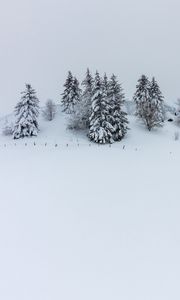 Превью обои холм, снег, деревья, елки, зима