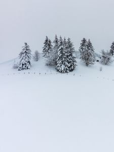 Превью обои холм, снег, деревья, елки, зима