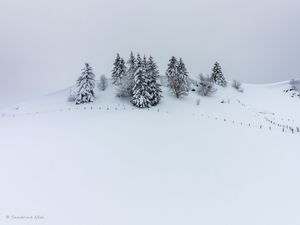 Превью обои холм, снег, деревья, елки, зима