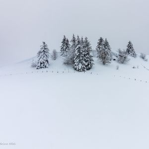 Превью обои холм, снег, деревья, елки, зима