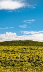 Превью обои холм, цветы, трава, облака, небо