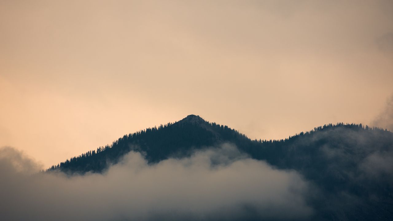 Обои холм, туман, лес
