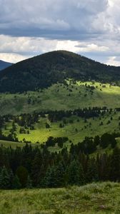 Превью обои холмы, деревья, ель, трава