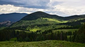 Превью обои холмы, деревья, ель, трава