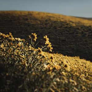 Превью обои холмы, цветы, желтый, поле