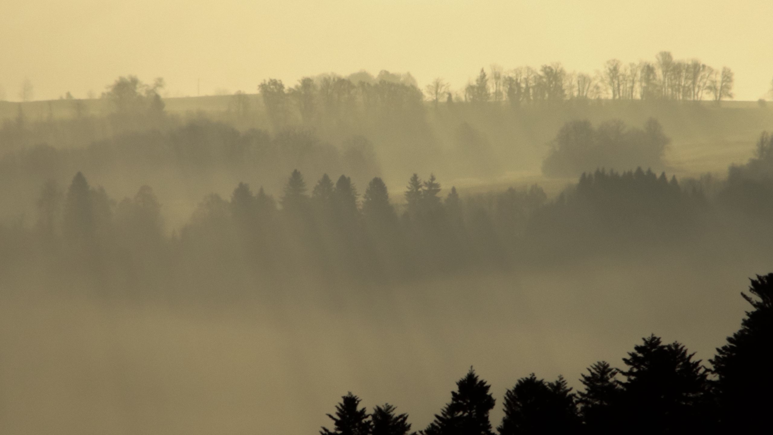 Холмы туман. Холмы в тумане. Воробьевы горы туман. Утренний туман в холмах. Дерево на Холме в тумане.