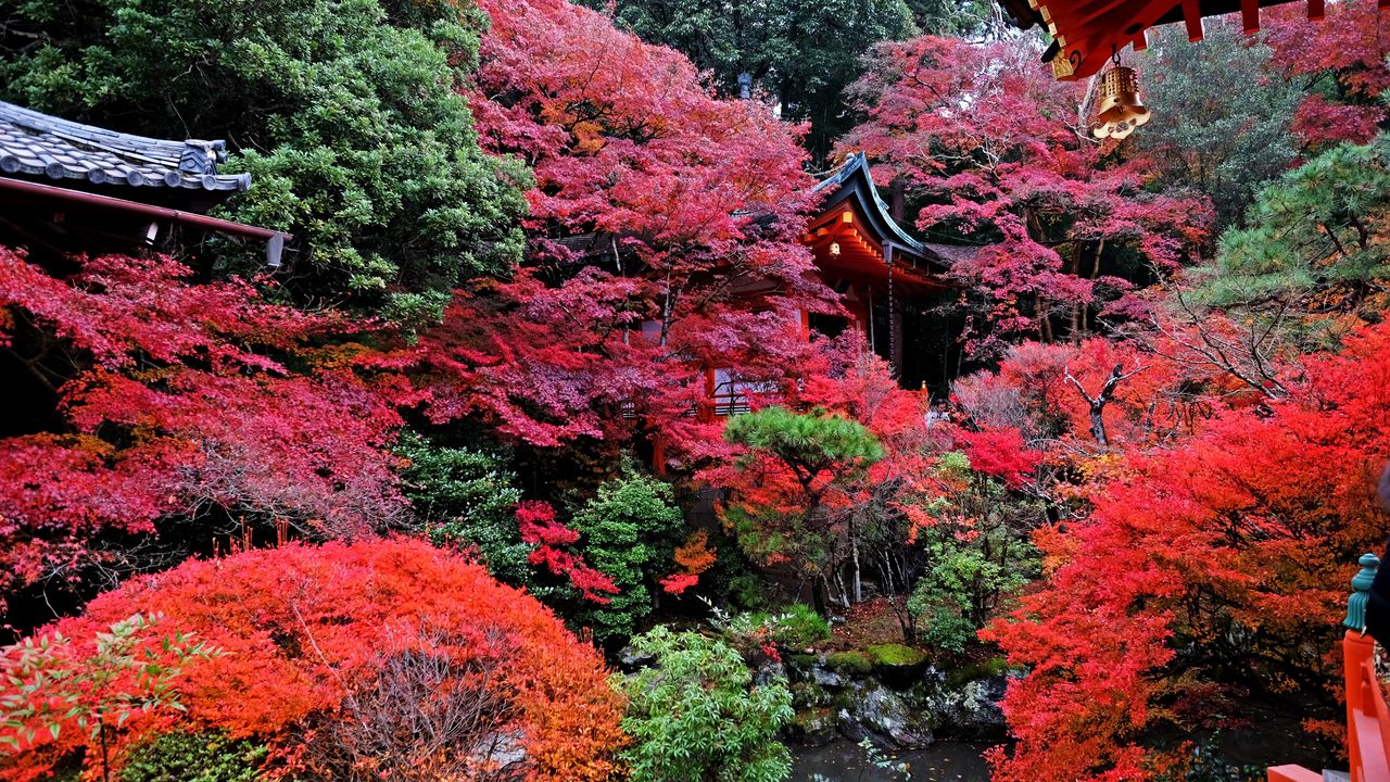 Обои храм, осень, япония, киото
