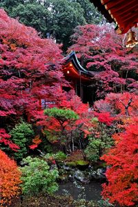Превью обои храм, осень, япония, киото